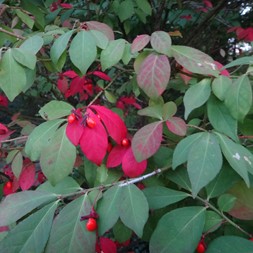 Euonymus (spindletree)